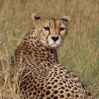 cheeta liggend omkijkend naar de camera rondreis tanzania