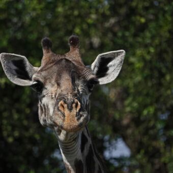 donkere giraffenkop die je nieuwsgierig aankijkt