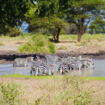drinkende zebra'sstaand in een poel safari tanzania