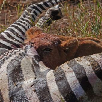 leeuwin die een zebra aan het opeten is met zijn kop in het lijf van de zebra