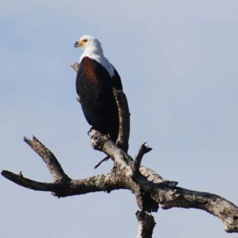 fish eagle op een tak rondkijkend of er een prooi is