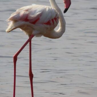 flamingo in het water rondreis tanzania
