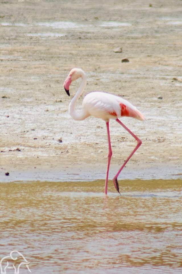 flamingo staand in het water van lake Ndutu tanzania