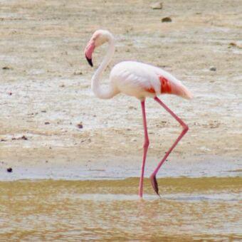 flamingo staand in het water van lake Ndutu tanzania