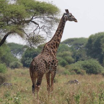 giraf staand in het hoge gras van Tarangire national; park