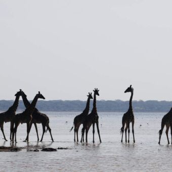 groep giraffen staand in het water bij lake ndutu tanzania