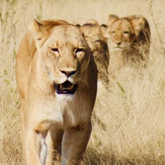 groep leeuwinnen in een rijtje die lopen door het hoge gras