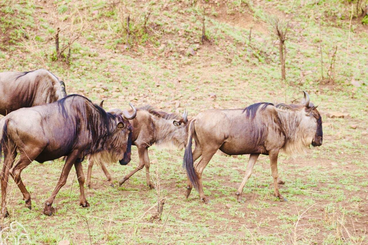 groepje gnoes lopend in enduiment tanzania