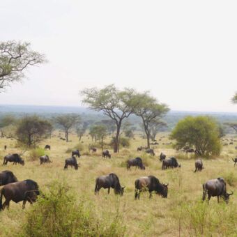 grote groep gnoes grazend op de vlaktes van de serengeti maatwerk rondreis tanzania