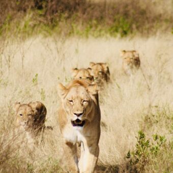 grote groep leeuwinnen met welpjes die naar je toe komen lopen