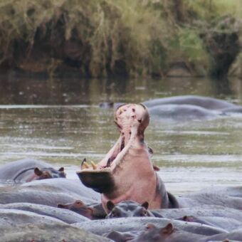 heel veel nijlpaarden in een rivier eentje heeft zijn bek helemaal open