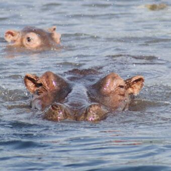 hippo met de ogen en de neus net boven het water