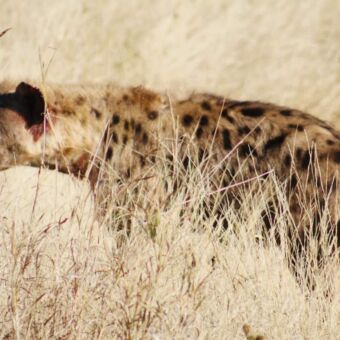hyena lopend door het hoge verdorde gras