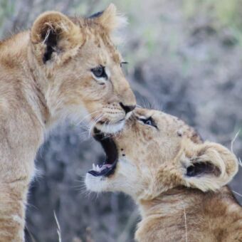 twee koppen van welpjes die aan het spelen zijn gespot tijdens een individuele rondreis Tanzania