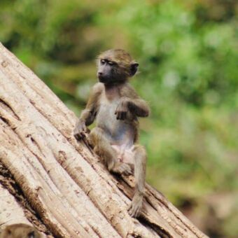 jonge baboon zittend op een boomstam