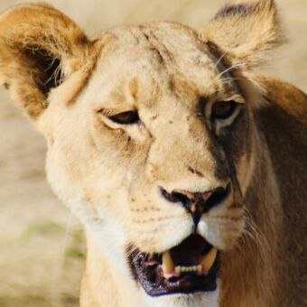 leeuwin close up met de bek open rondreis tanzania