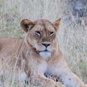 leeuwin liggen in het goudgel gras tanzania rondreis