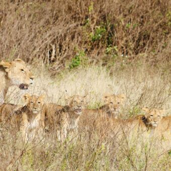 leeuwin met 5 welpjes die je aankijken ndutu tanzania safari
