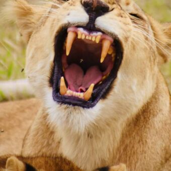 leeuwin met de bek open waarbij de grote hoektanden ziet