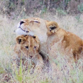leewin die een kopje geeft aan haar welpje safari tanzania
