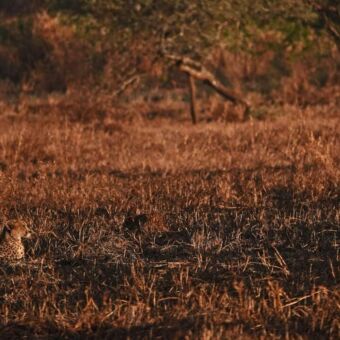 cheeta die liggend naar rechts kijkt en qua kleur opgaat in een gouden gloed van de zonsondergang