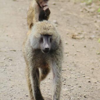 lopende baboon met kleintje op de rug
