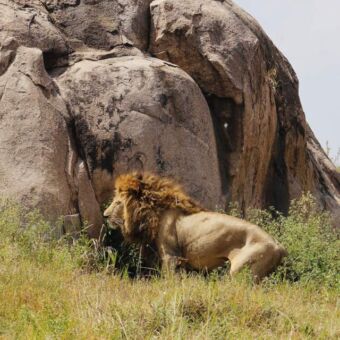 mannetjes leeuw bij een kopje in de serengeti tanzania