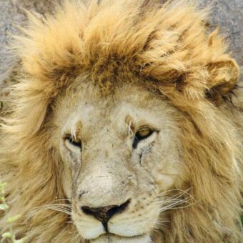 mannetjes leeuw liggen in het gras in de ngorongor krater