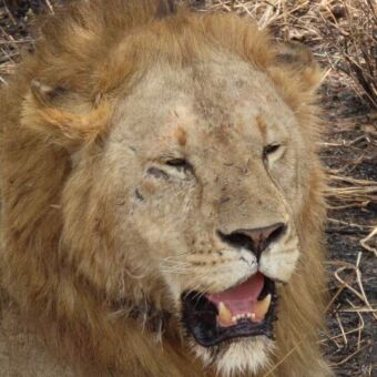 mannetjes leeuw safari Tanzania Ndutu