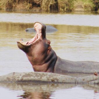 nijlpaard in het water met zijn bek helemaal open