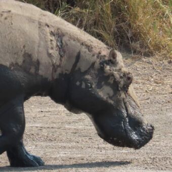 nijlpaard lopend op weg naar het water