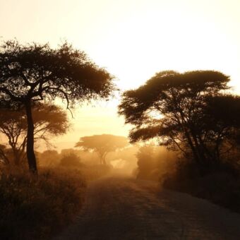 ochtendzon door een mistig landschap van tarangire tanzania