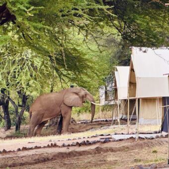 olifant bij de tent safari tanzania