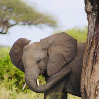 olifant bij een boom met de slurf bij zijn oor