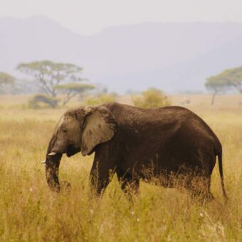 olifant die loopt door het goudgel gras in de ochtend