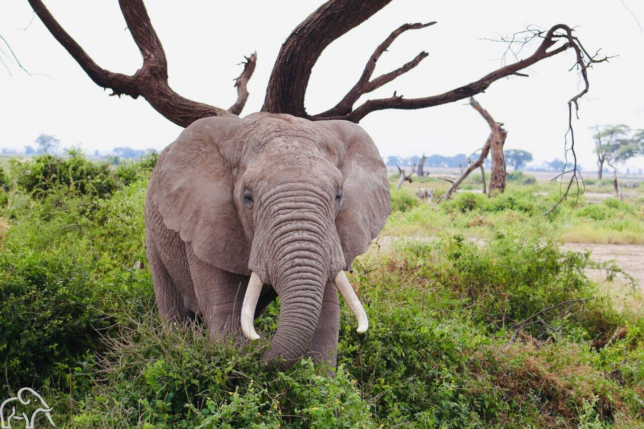 olifant heel dichtbij staand tegen een boom enduiment tanzania