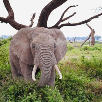 olifant heel dichtbij staand tegen een boom enduiment tanzania