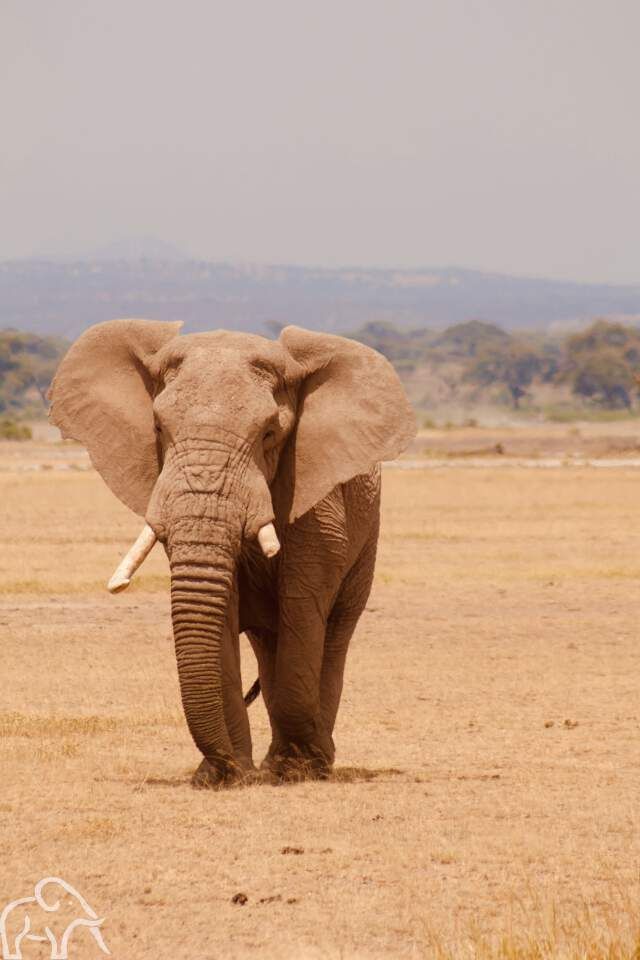 olifant wandelend over de dorre vlaktes bij enduiment tanzania