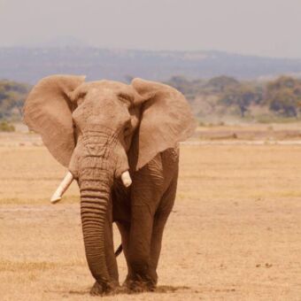 olifant wandelend over de dorre vlaktes bij enduiment tanzania