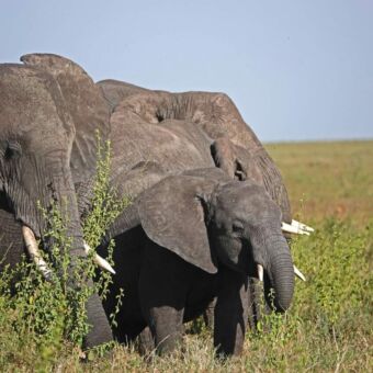 groepje olifanten vlakbij elkaar staan