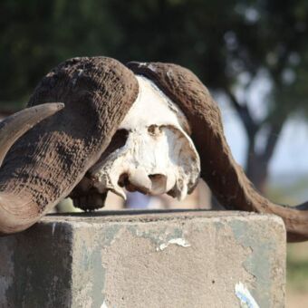 schedel met de grote hoorns van een buffalo tanzania safari