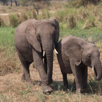 twee olifanten die naar je toe lopen tarangire tanzania safari