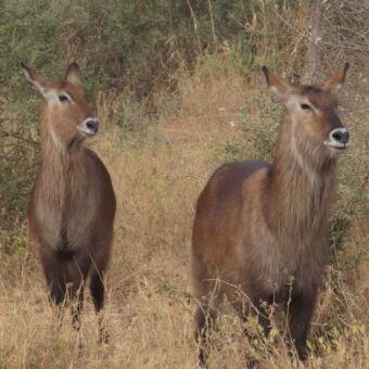 twee waterbokken in het hoge gras rondreis tanzania