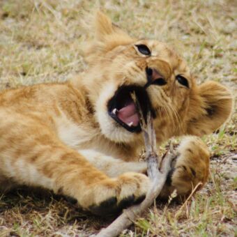 welpje die op een tak zit te kauwen ndutu tanzania