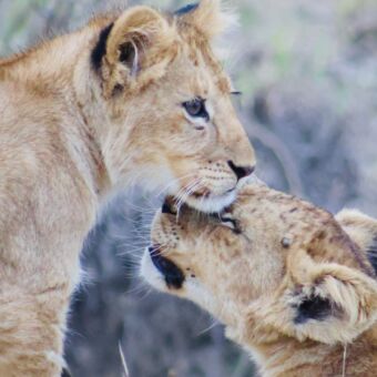 welpje geeft een kopje aan een ander welpje ndutu tanzania