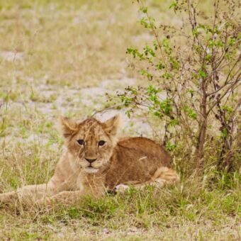 welpje liggend in het gras naast een klein struikje ndutu tanzania