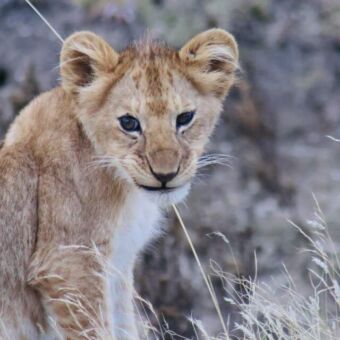 welpje zittend in het gras en je aankijkend