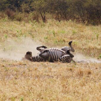 zebra die een stofbad neemt rondreis tanzania
