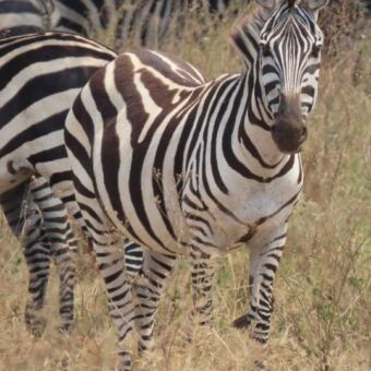 zebra die je recht aankijkt rondreis tanzania