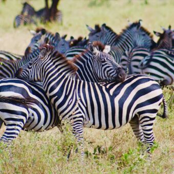 zebra's die met de kop op elkaars rug liggen